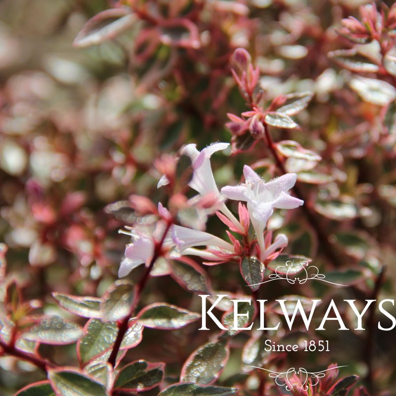 Abelia x grandiflora 'Panache' (v)