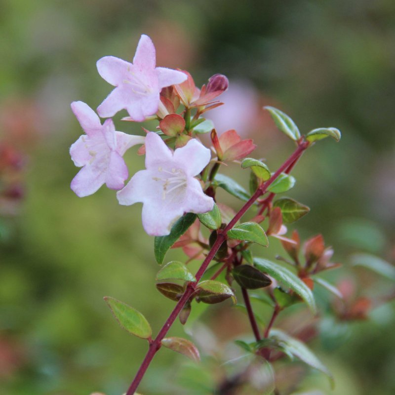 Abelia PETITE GARDEN (Minedward' PBR)