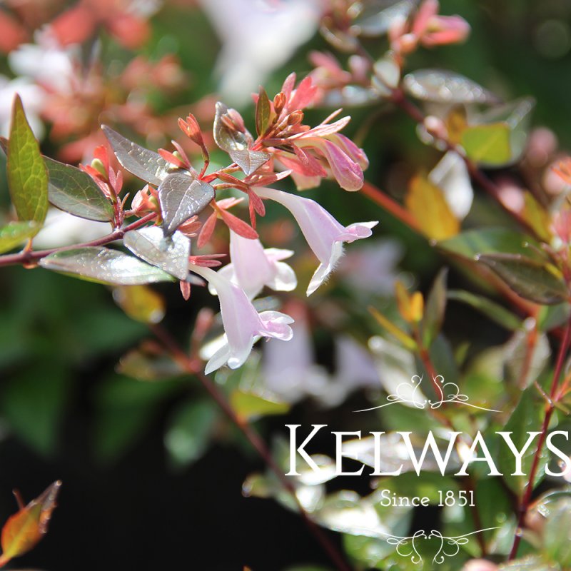 Abelia x grandiflora 'Semperflorens' (3 litre pot)