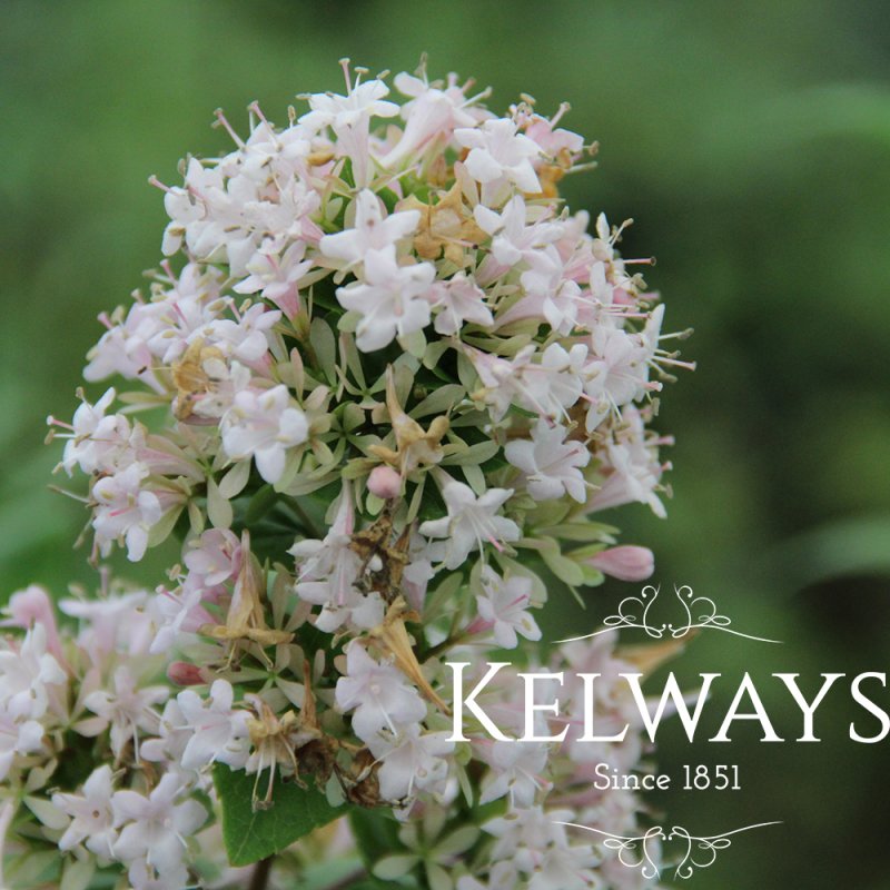 Abelia chinensis R. Br.
