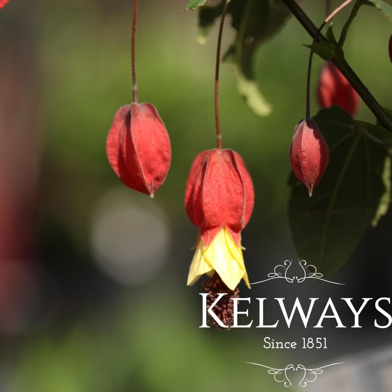 Abutilon megapotamicum