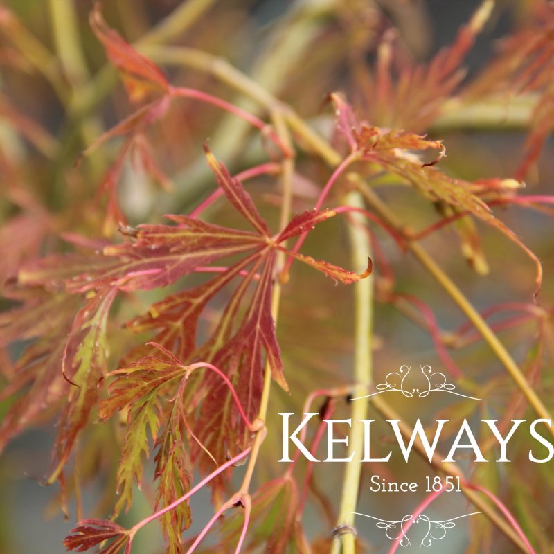 Acer palmatum 'Dissectum' (D)