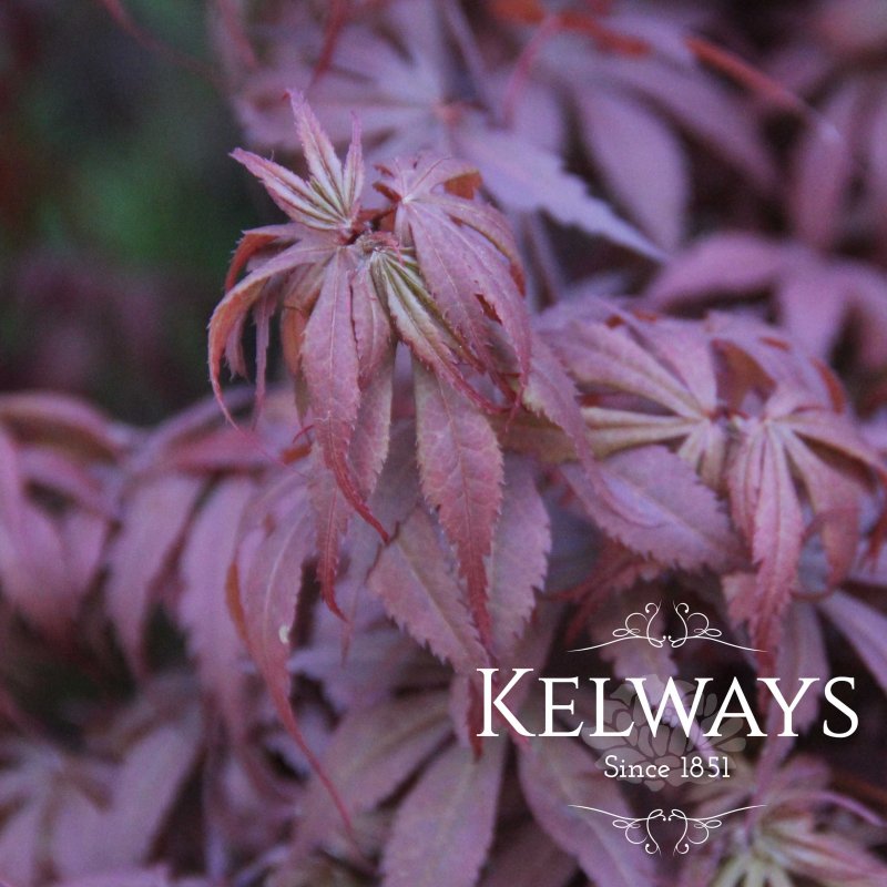 Acer palmatum 'Skeeter's Broom' (Dw)