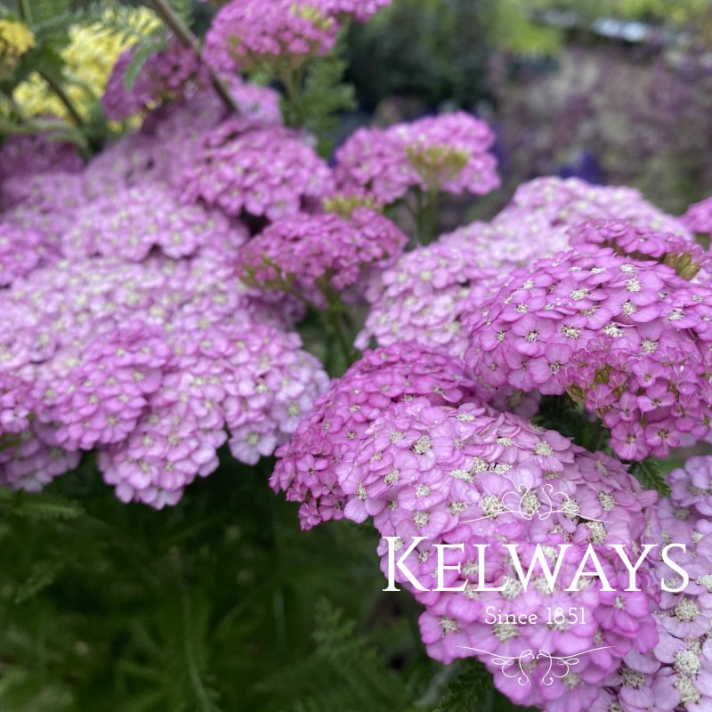 Achillea 'Apfelblute' (Galaxy Series)
