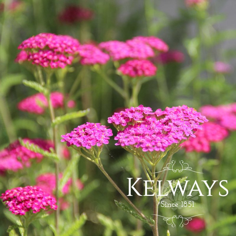 Achillea millefolium 'Cerise Queen'