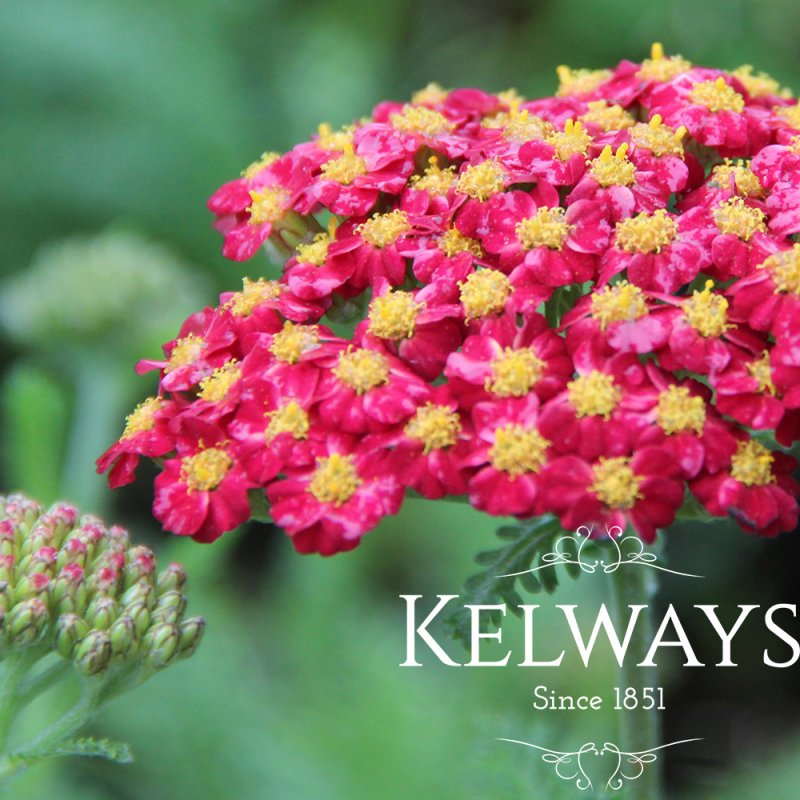 Achillea millefolium 'Red Velvet'