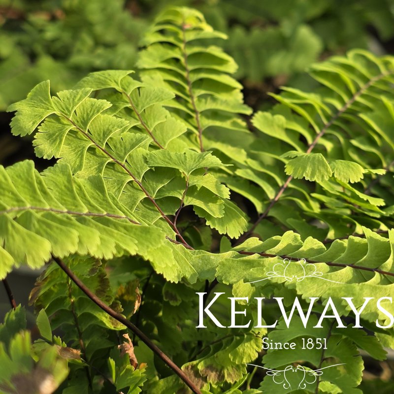 Adiantum aleuticum 'Imbricatum'