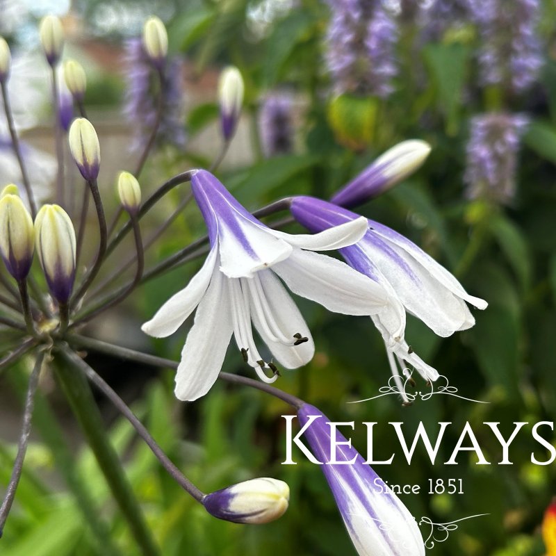 Agapanthus Fireworks ('Mdb001')