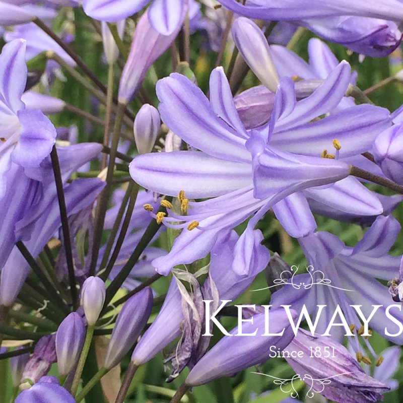 Agapanthus 'Peter Pan' ambig.