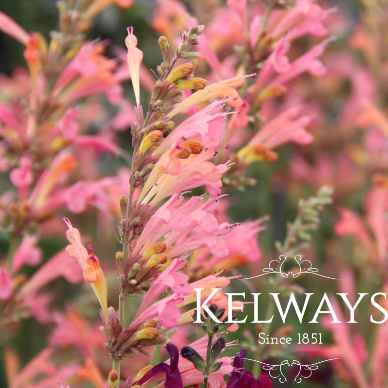 Agastache 'Tangerine Dreams'