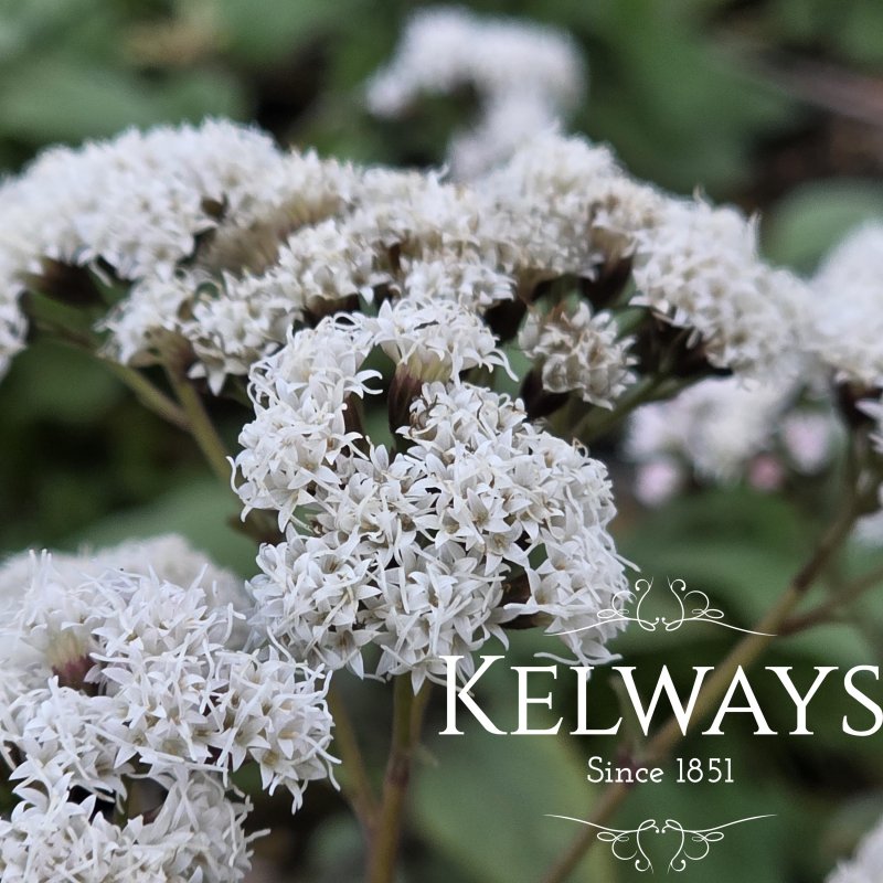 Ageratina altissima 'Chocolate'
