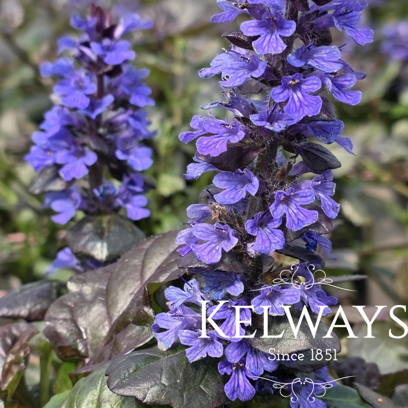 Ajuga reptans Black Scallop ('Binblasca')