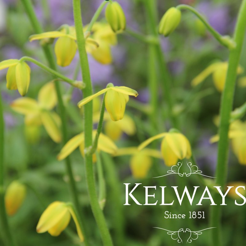 Albuca shawii