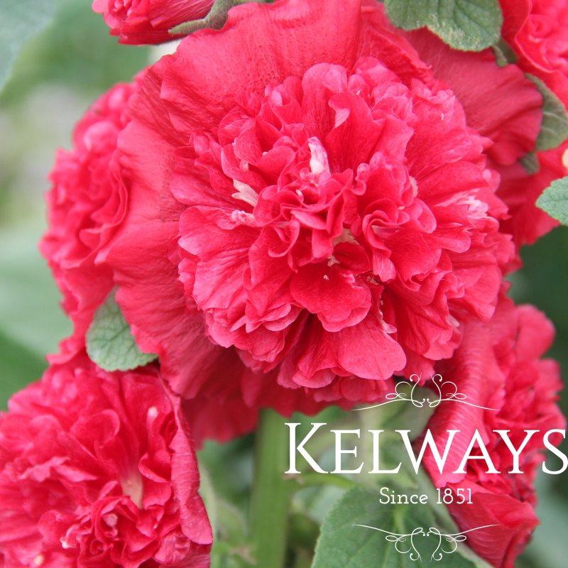 Alcea 'O'Hara'