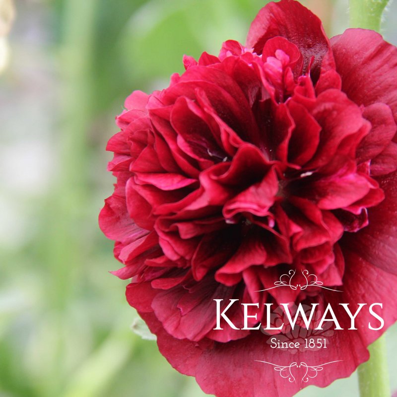 Alcea rosea Chater's Double Group scarlet-flowered (d)