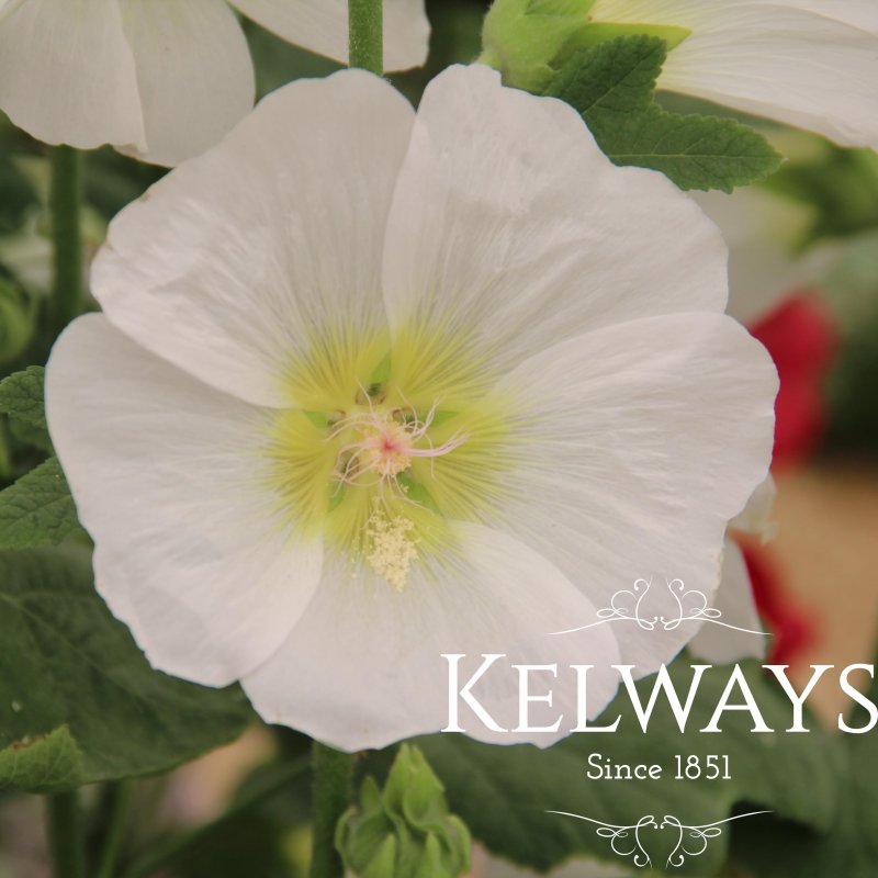 Alcea rosea 'Halo White' (Halo Series)