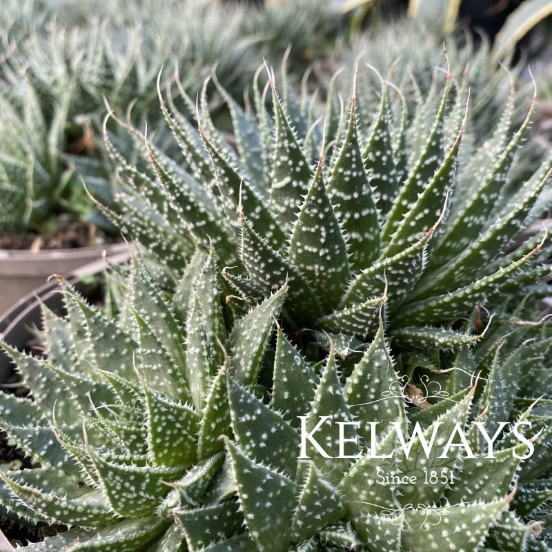 Aloe aristata