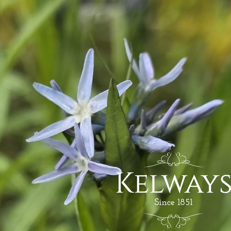 Amsonia tabernaemontana