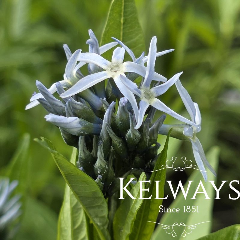 Amsonia tabernaemontana var. salicifolia