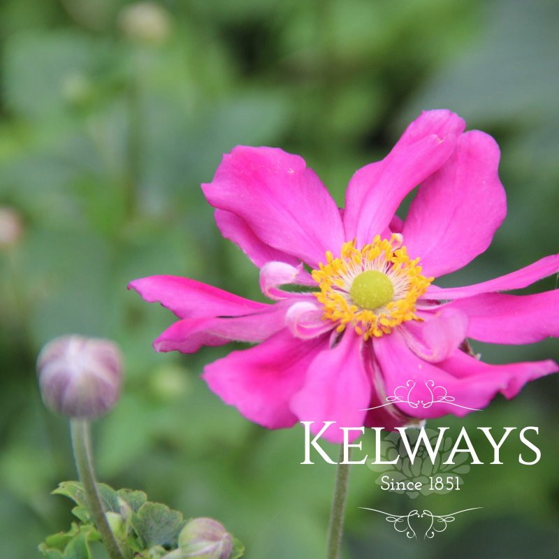 Anemone hupehensis var. japonica 'Prinz Heinrich'