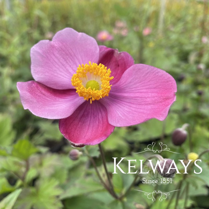 Anemone hupehensis var. japonica 'Splendens'