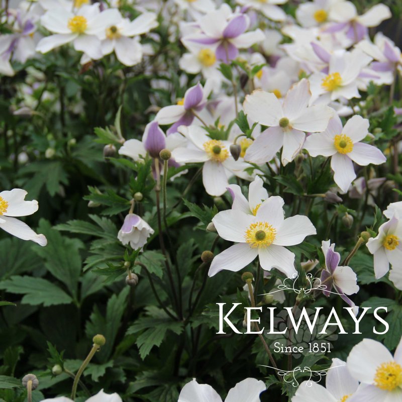 Anemone Wild Swan ('Macane001' PBR)