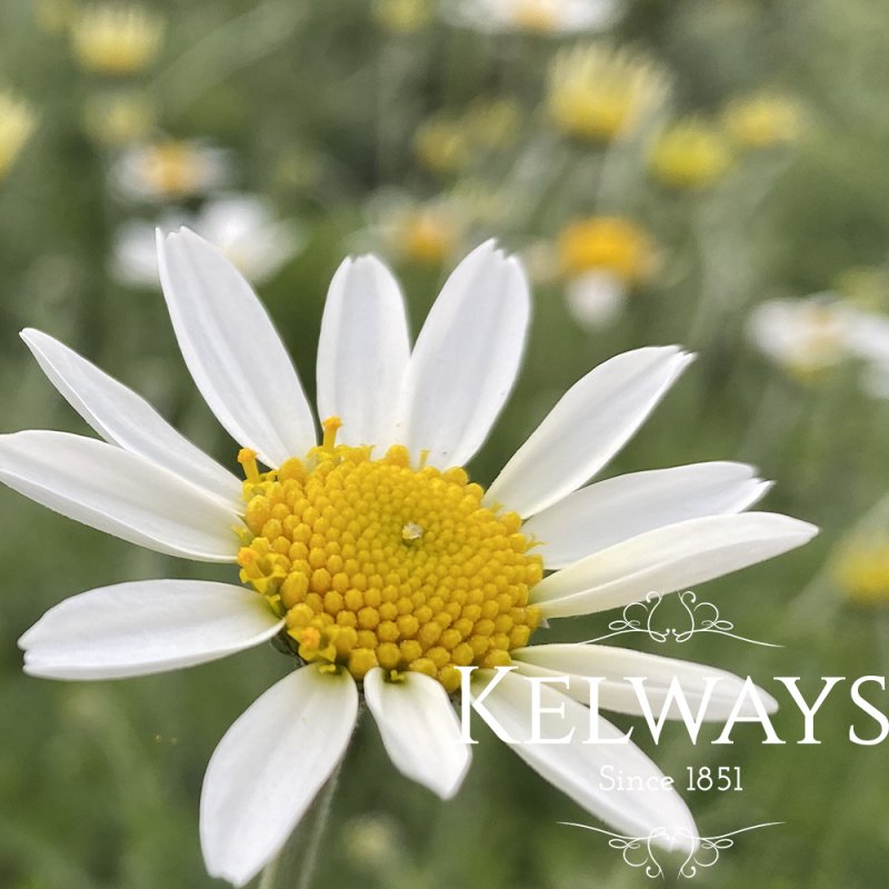 Anthemis cupaniana (9cm pot)