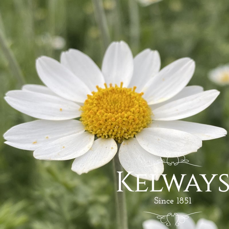 Anthemis 'Tetworth'