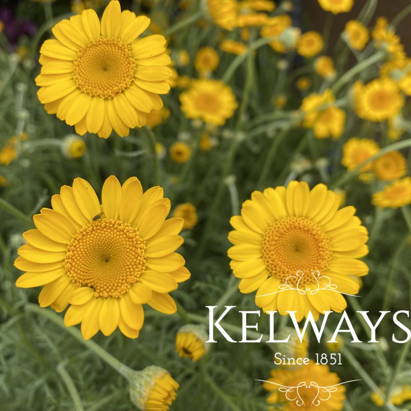 Anthemis tinctoria 'Kelwayi'