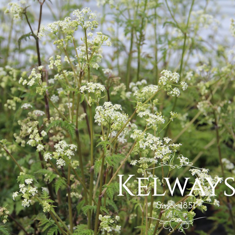 Anthriscus sylvestris (2 litre pot)