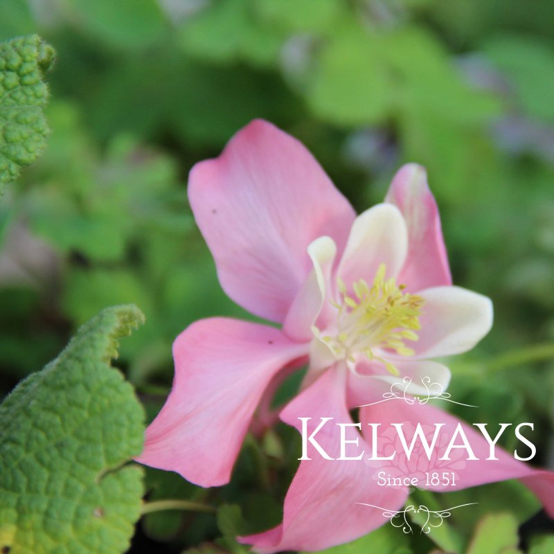 Aquilegia SPRING MAGIC ROSE AND WHITE (Spring Magic Series)