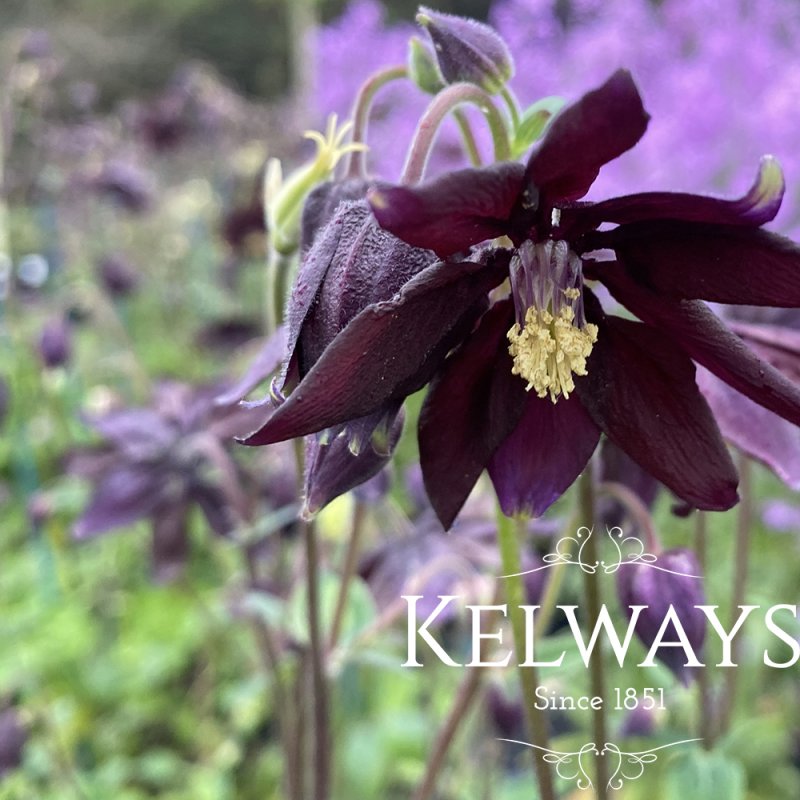Aquilegia vulgaris var. stellata 'Black Barlow' (Barlow Series) (d)