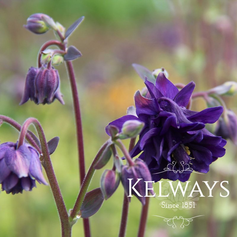 Aquilegia vulgaris var. stellata 'Blue Barlow' (Barlow Series) (d)