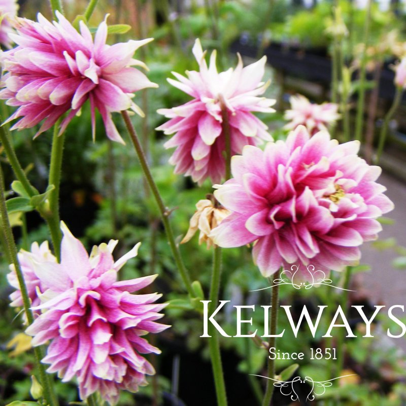 Aquilegia vulgaris var. stellata 'Nora Barlow' (Barlow Series) (d)