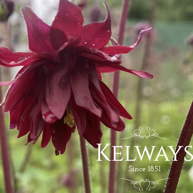 Aquilegia vulgaris var. stellata 'Ruby Port' (d)