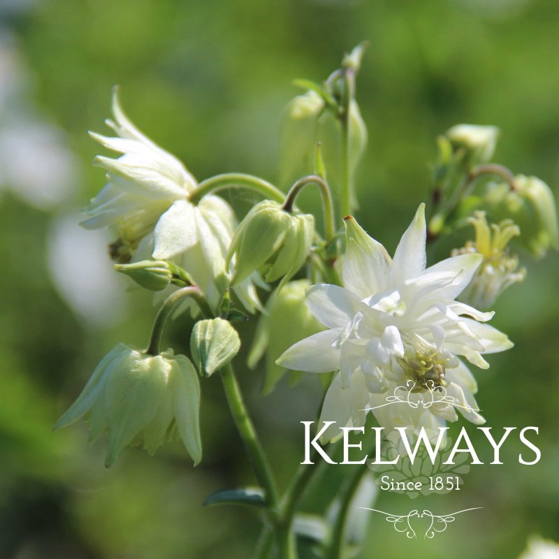 Aquilegia vulgaris var. stellata 'White Barlow' (Barlow Series) (d)