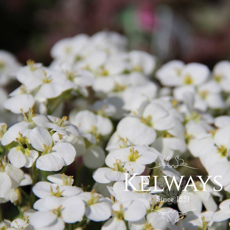 Arabis alpina subsp. caucasica LITTLE TREASURE WHITE ('Aralba')
