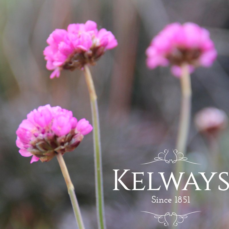 Armeria maritima 'Rubrifolia'