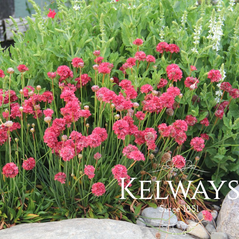 Armeria pseudarmeria 'Ballerina Red' (Ballerina Series)