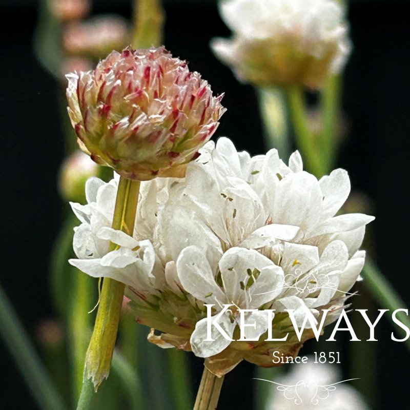 Armeria pseudarmeria Ballerina White (Ballerina Series)