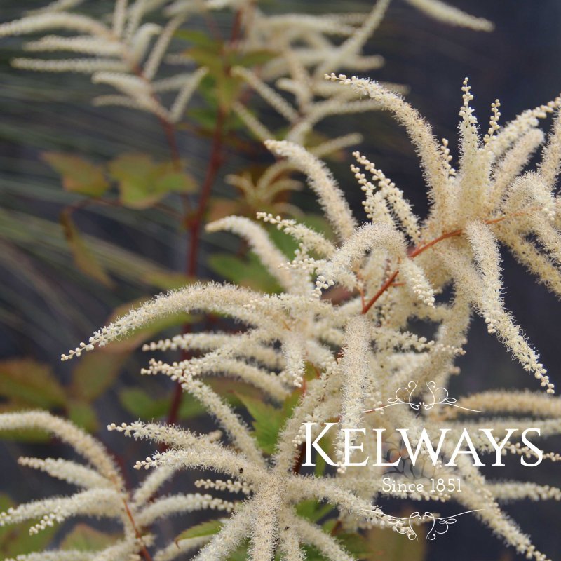 Aruncus dioicus (m)