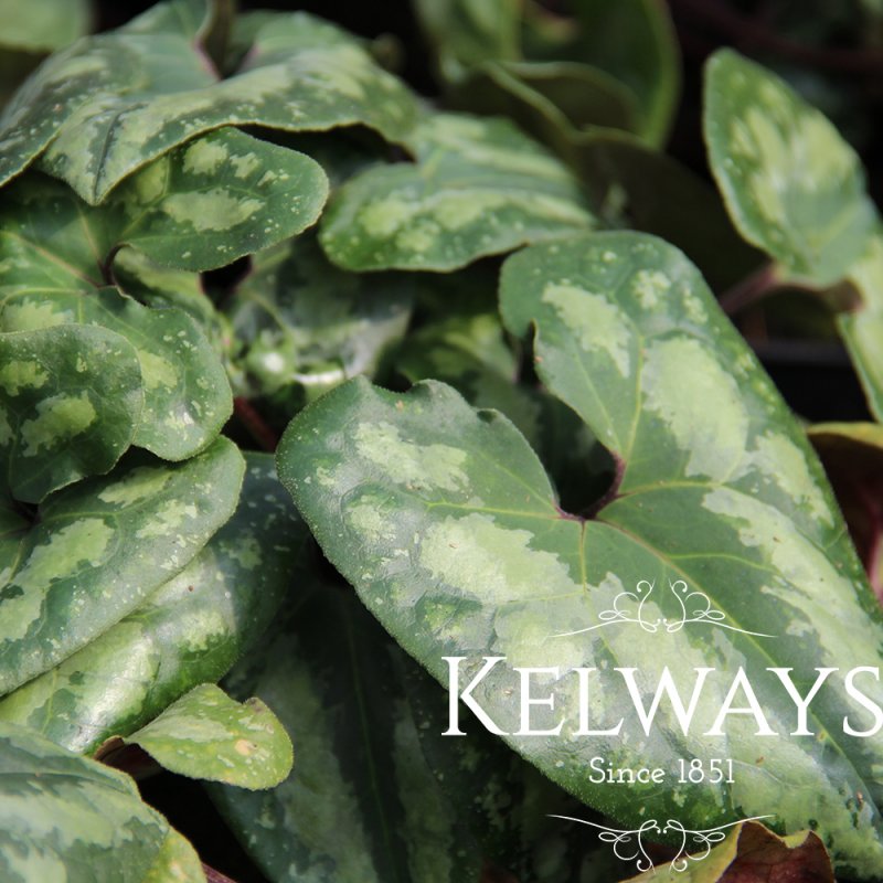 Asarum splendens