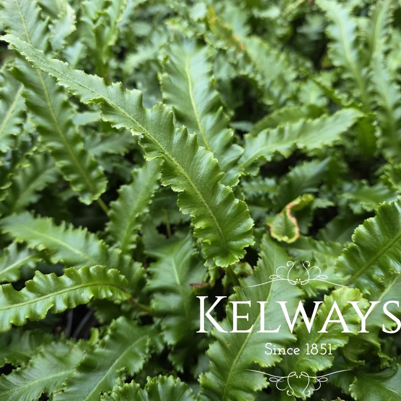Asplenium scolopendrium 'Angustatum'