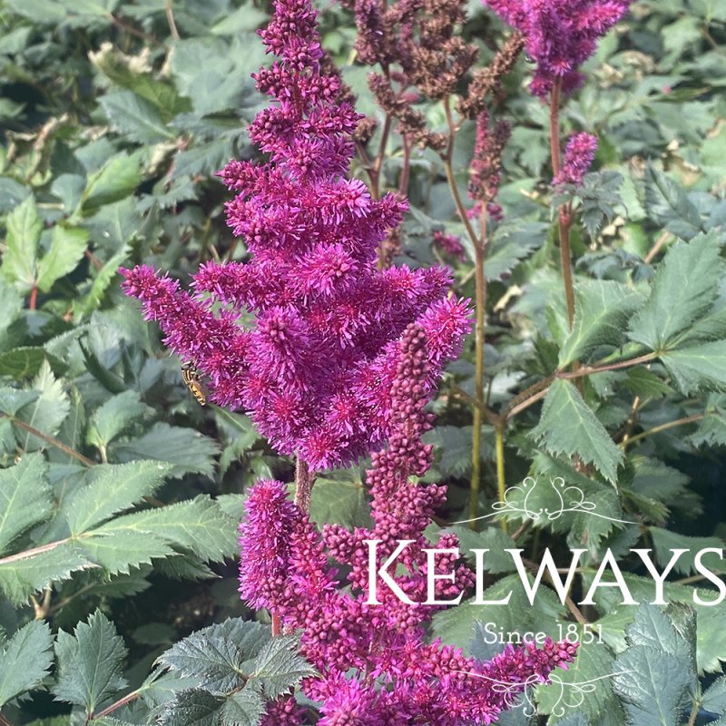 Astilbe chinensis 'Vision in Red' PBR (2 litre pot)