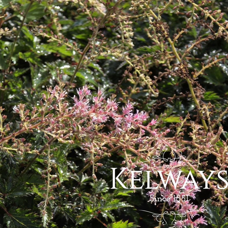 Astilbe 'Sprite' (simplicifolia hybrid)