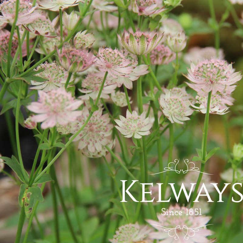 Astrantia major 'Rosa Lee'