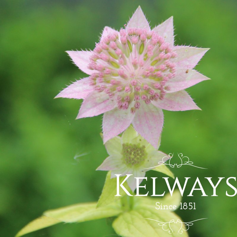 Astrantia maxima
