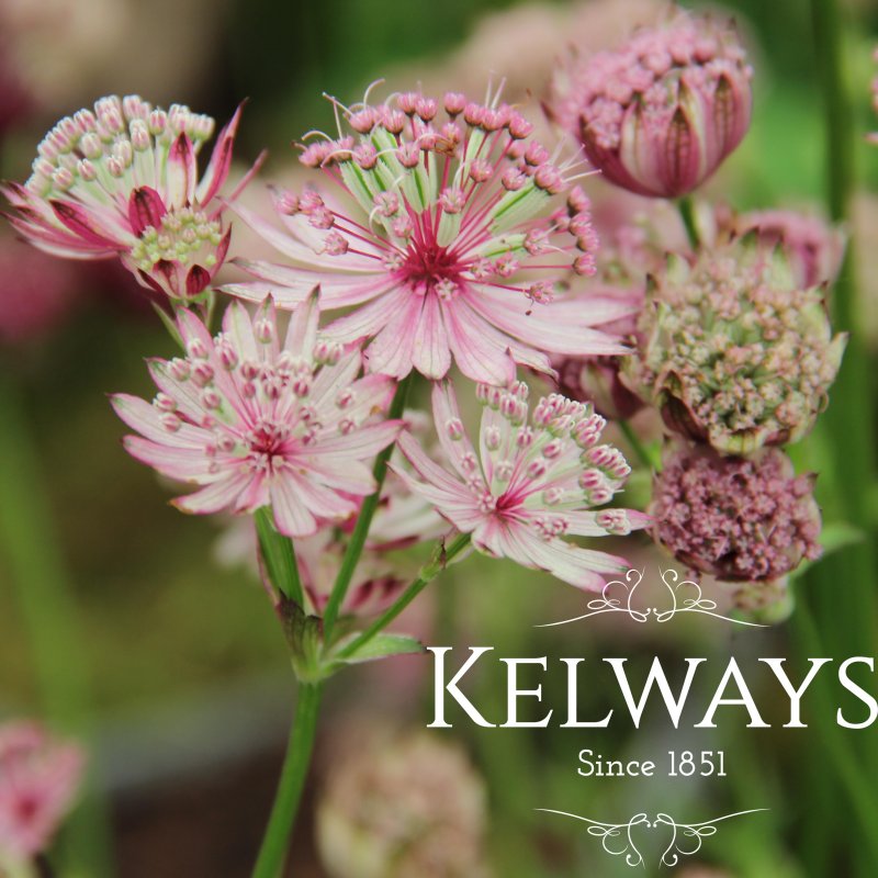 Astrantia major Sparkling Stars Pink ('Westarpin') (Sparkling Stars Series)