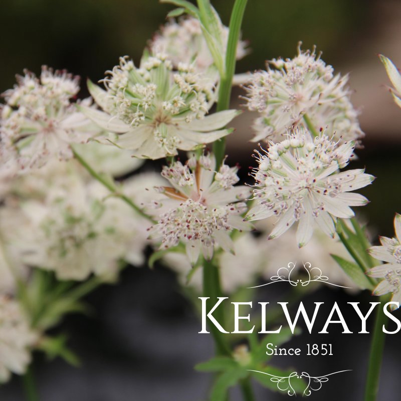 Astrantia 'Superstar'