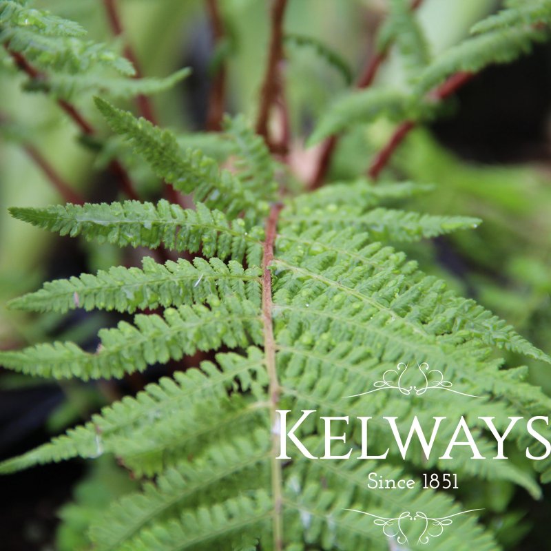 Athyrium filix-femina subsp. angustum f. rubellum 'Lady in Red'